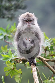 Wild monkey standing on a limb