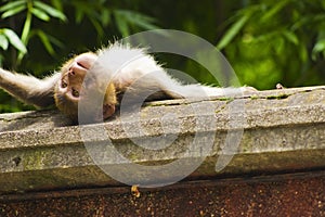 Wild Monkey Sunbathing on a Ledge