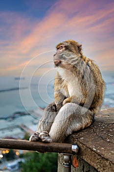 Wild Monkey on the sunset in Gibraltar