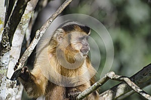 Wild monkey on top of a tree photo