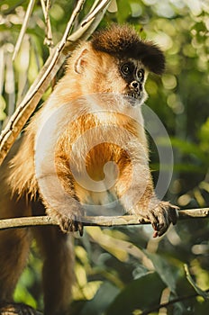 Wild monkey on top of a tree, Macaco Prego