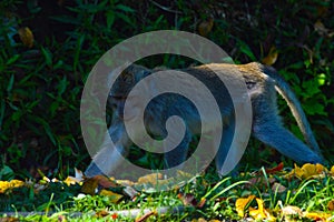 Wild Monkey Walking With Its Head Lowered, Foraging Through Grassy Fields And Bushes In The Morning Sunlight