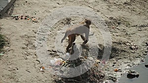 A wild monkey walking near a river bank. Peace offerings laying. Kathmandu, Nepal.