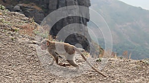 A wild monkey walking over the ridge of a mountain.