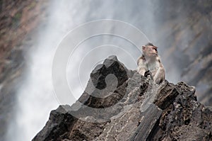 Wild monkey at a waterfall