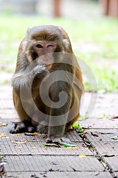 Wild monkey winking with one eye while eating orange