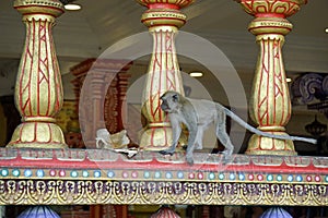 wild monkeys at batu cave temple ÃÂ­n kuala lumpur