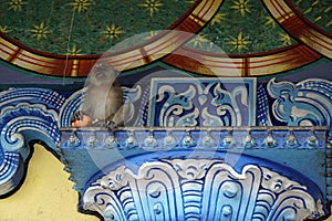 wild monkeys at batu cave temple ÃÂ­n kuala lumpur