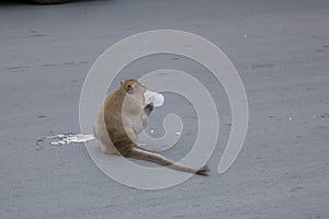 Wild monkeys come out in the road and eating food