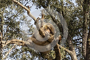 wild monkeys in the forest of Morocco