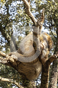 wild monkeys in the forest of Morocco