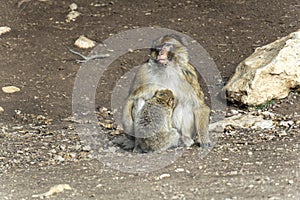 wild monkeys in the forest of Morocco