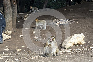 wild monkeys in the forest of Morocco