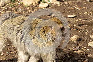 wild monkeys in the forest of Morocco