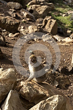 wild monkeys in the forest of Morocco