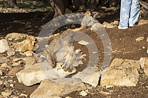 wild monkeys in the forest of Morocco