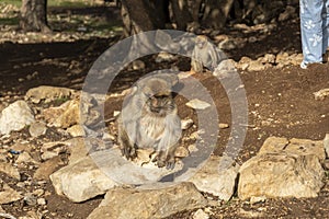 wild monkeys in the forest of Morocco
