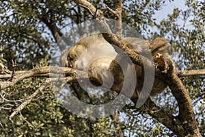 wild monkeys in the forest of Morocco