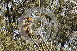 wild monkeys in the forest of Morocco