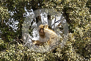 wild monkeys in the forest of Morocco