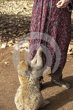 wild monkeys in the forest of Morocco