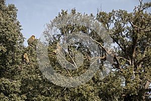 wild monkeys in the forest of Morocco