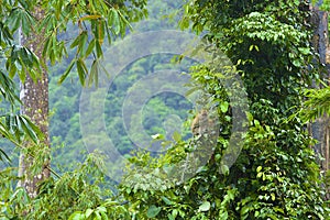 Wild monkeys on the jungle, Thailand