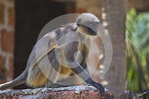 Wild monkeys in the jungles