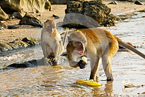 Wild monkeys in Krabi, Thailand