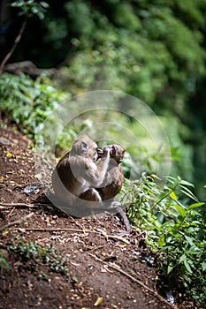 wild monkeys looking for ticks
