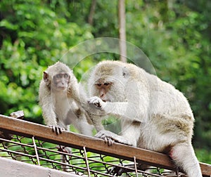 Wild monkeys Macaques crab-eaters (lat. Macaca fascicularis) closeup