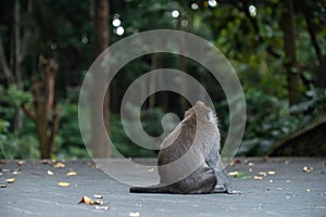 wild monkeys play in tropical forest in Ubud Bali