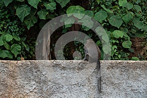 wild monkeys play in tropical forest in Ubud Bali