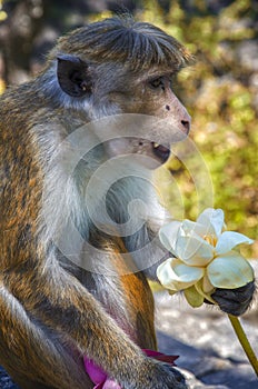 Wild monkeys temples in Asia