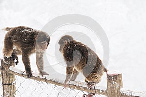 Wild monkeys in the winter