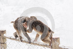 Wild monkeys in the winter