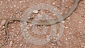 A wild Montpellier snake moves on stony desert ground in Morocco.