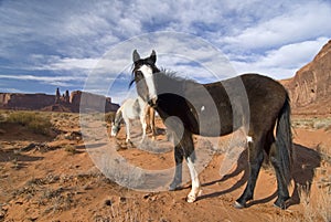 Wild in Monument Valley