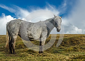 Wild moorland Pony - Bodmin moor