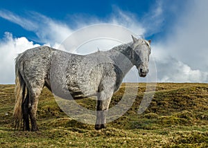 Wild moorland Pony - Bodmin moor photo