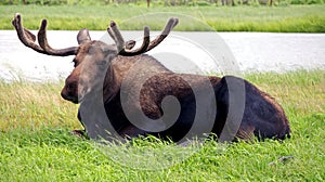 Wild Moose