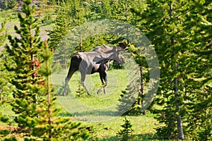 Wild Moose