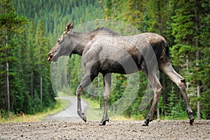 Wild Moose