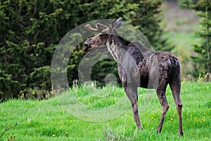 Wild Moose (Alces alces)