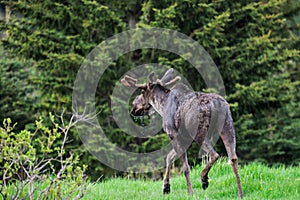Wild Moose (Alces alces)