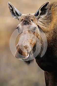 Wild Moose (Alces alces)