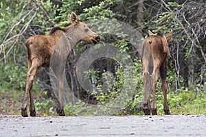 Wild moose in Denali National Park Alaska