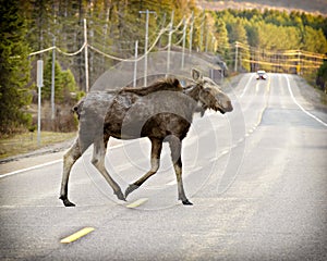 Wild Moose