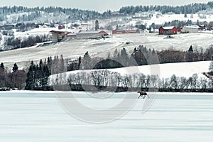Wild moose on the frozen lake
