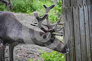 A wild moose with growing horn is looking for food and roaming around the Jungle in a Sweden zoo